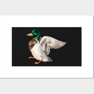 drawing Mallard Posters and Art